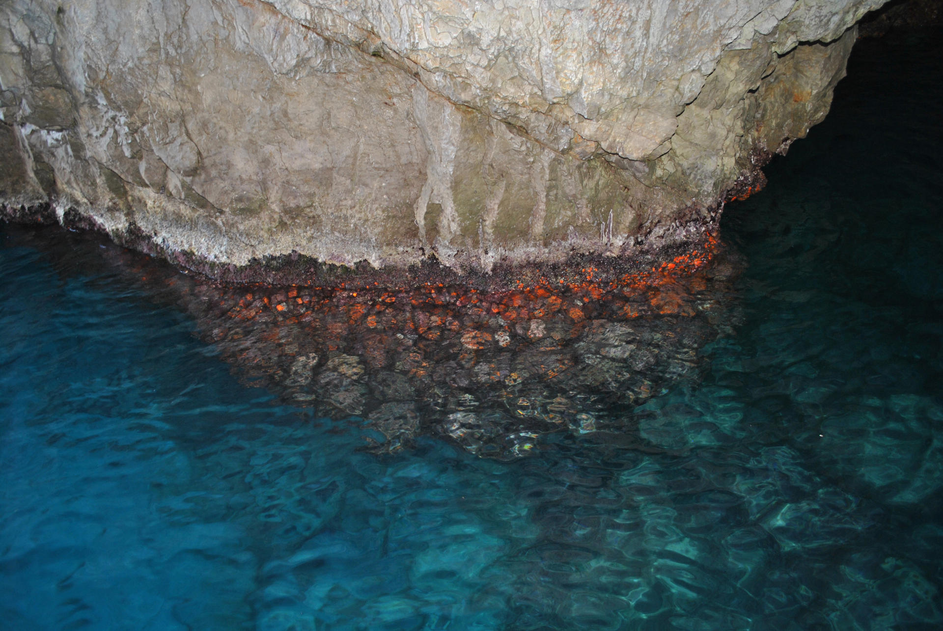 Capri coral