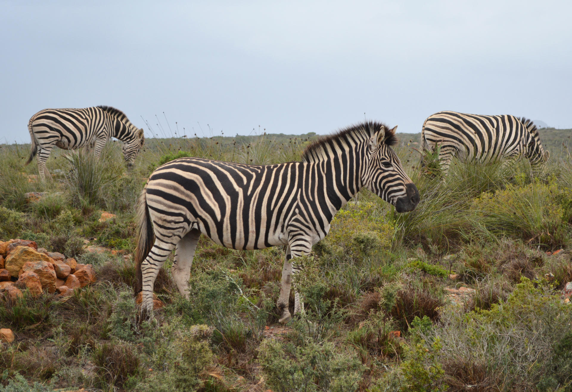 Garden Route Game Lodge Safari 