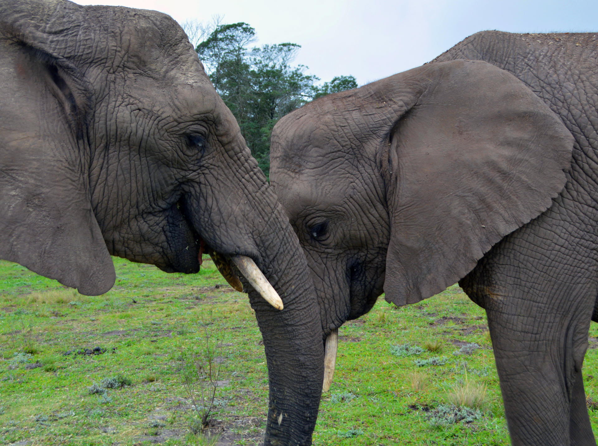 Knysna Elephant Park