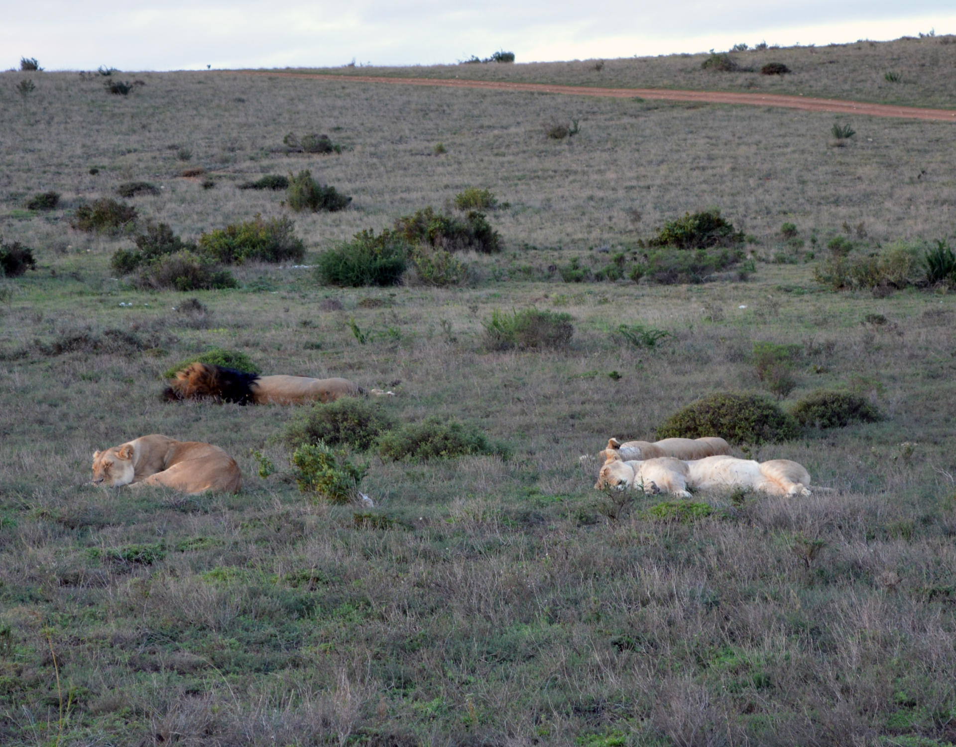 Garden Route Game Lodge Safari, South Africa