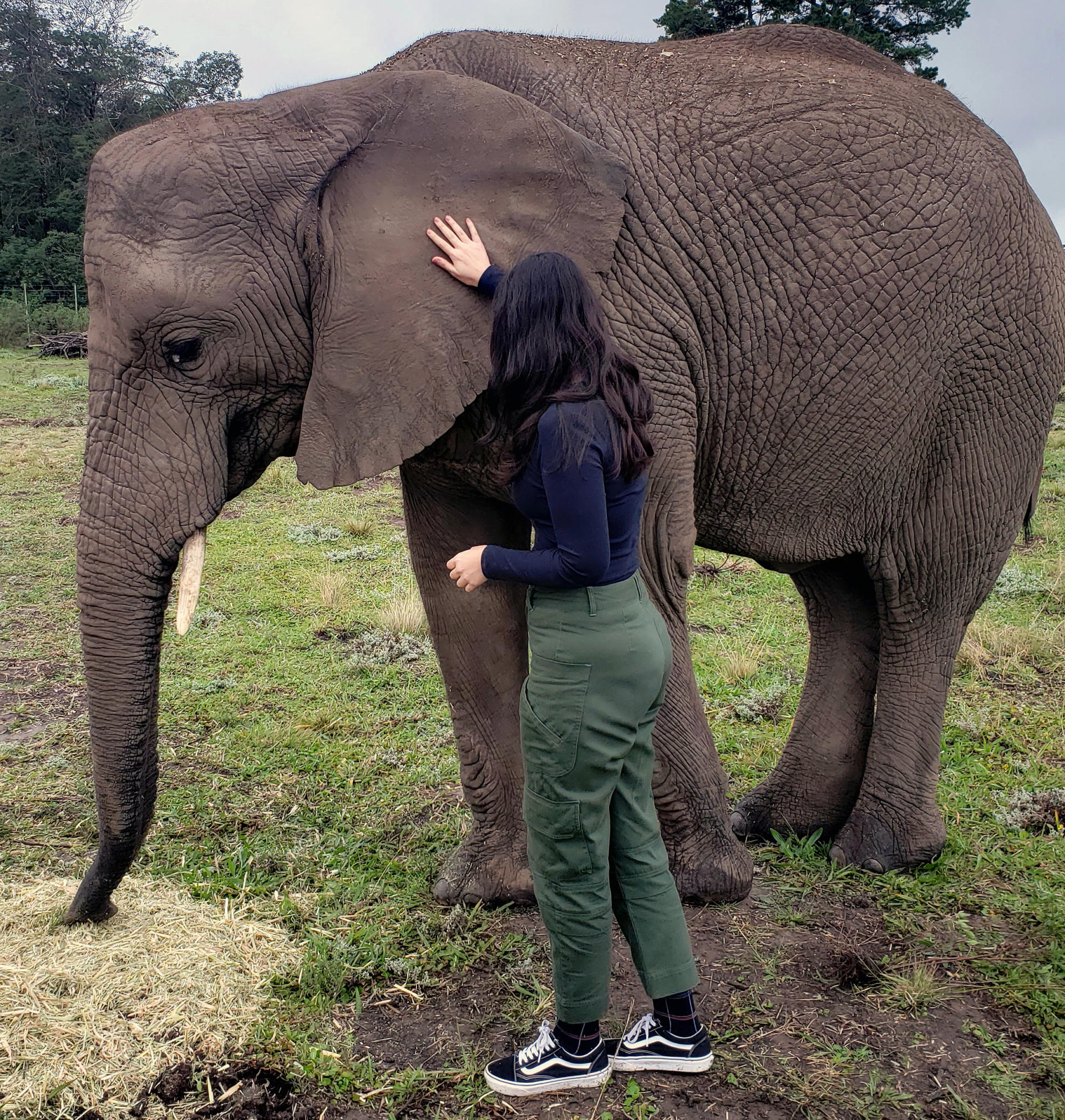 Knysna Elephant Park