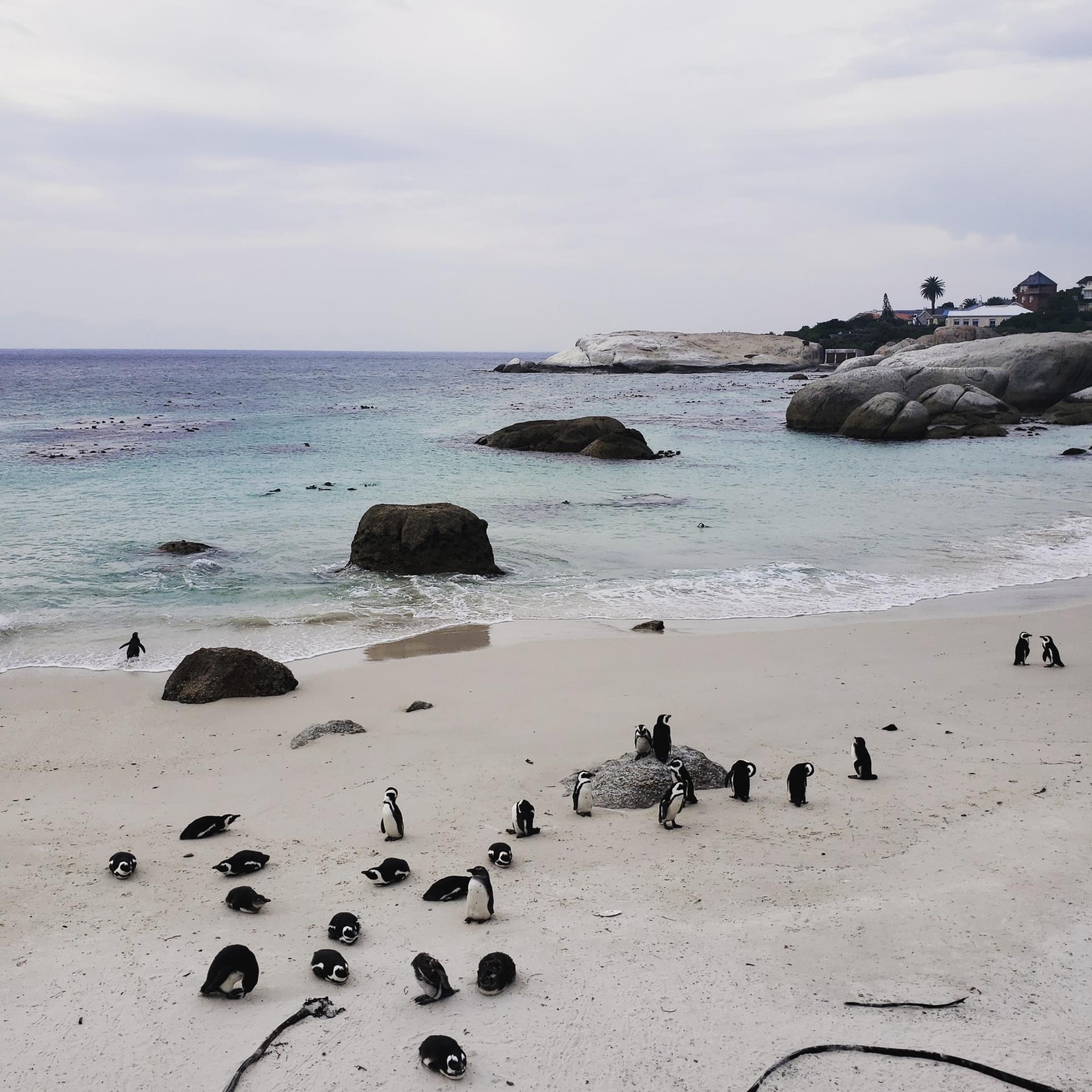 Boulders Penguin Colony